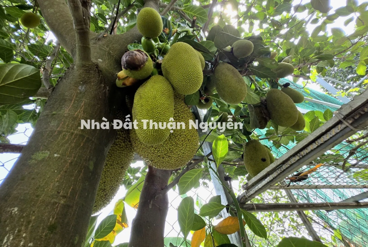 Bình Mỹ, Củ Chi, Thành Phố Hồ Chí Minh