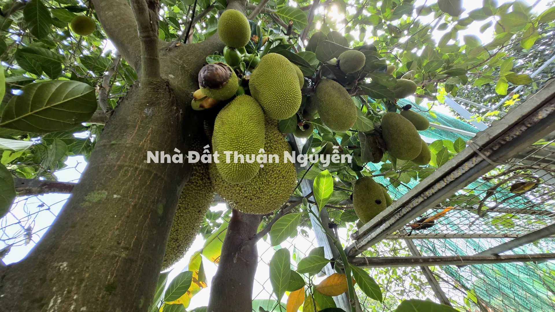 Bình Mỹ, Củ Chi, Thành Phố Hồ Chí Minh